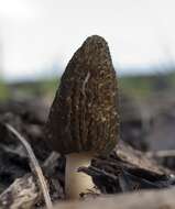 Image of Morchella importuna M. Kuo, O'Donnell & T. J. Volk 2012