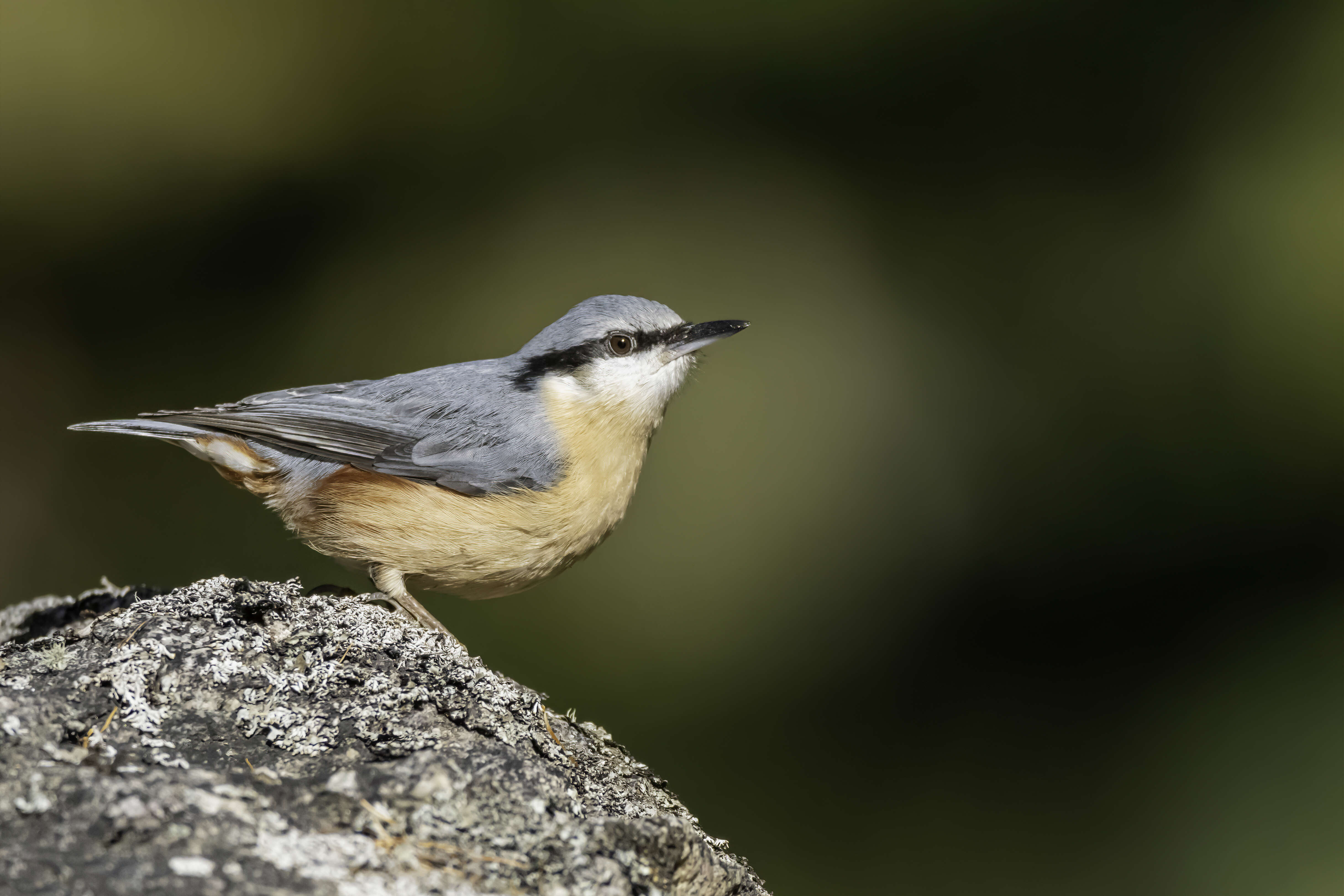 Image of Eurasian Nuthatch