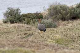 Image of magellan goose, upland goose