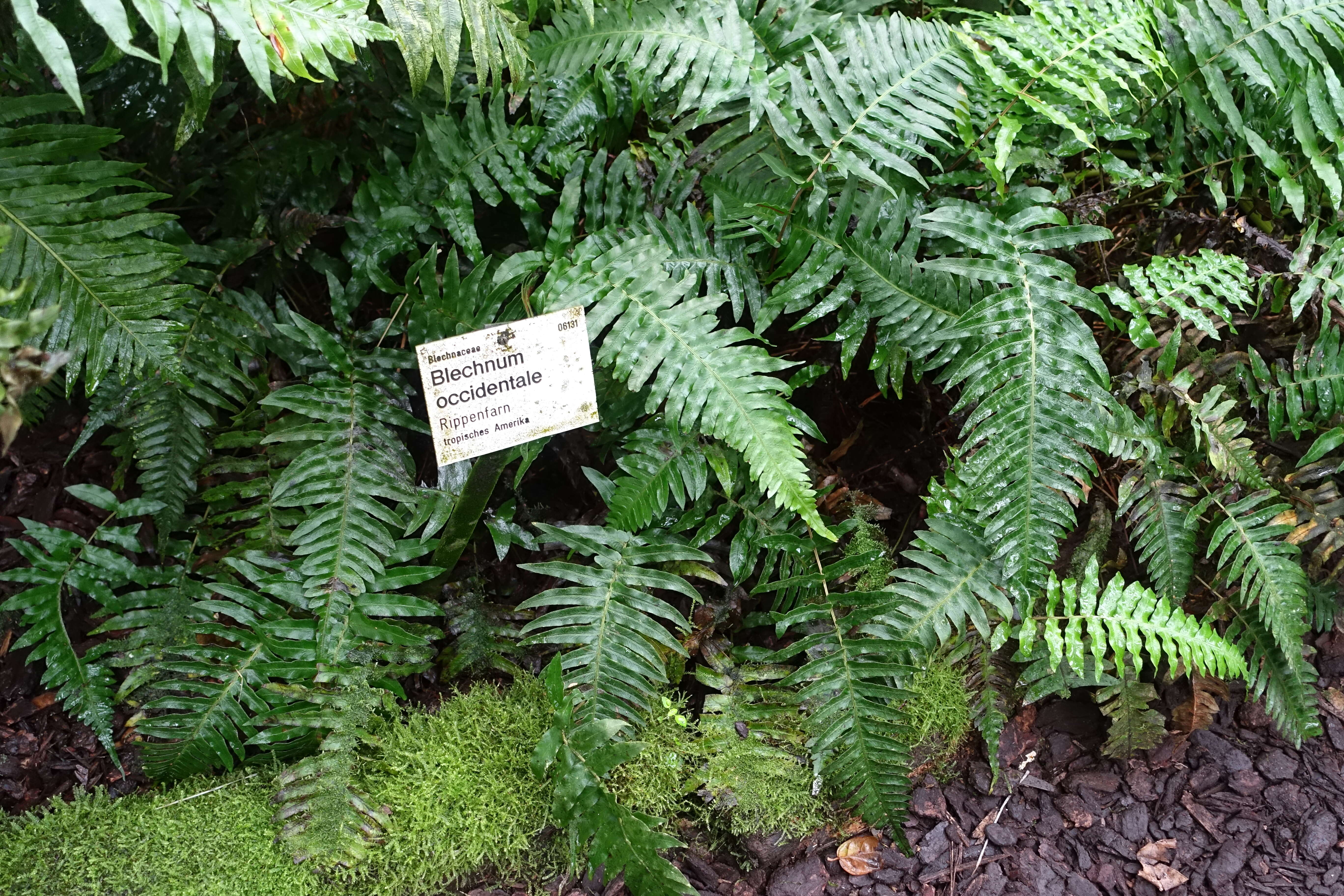 Imagem de Blechnum occidentale L.