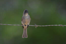 Image of Cuban Pewee