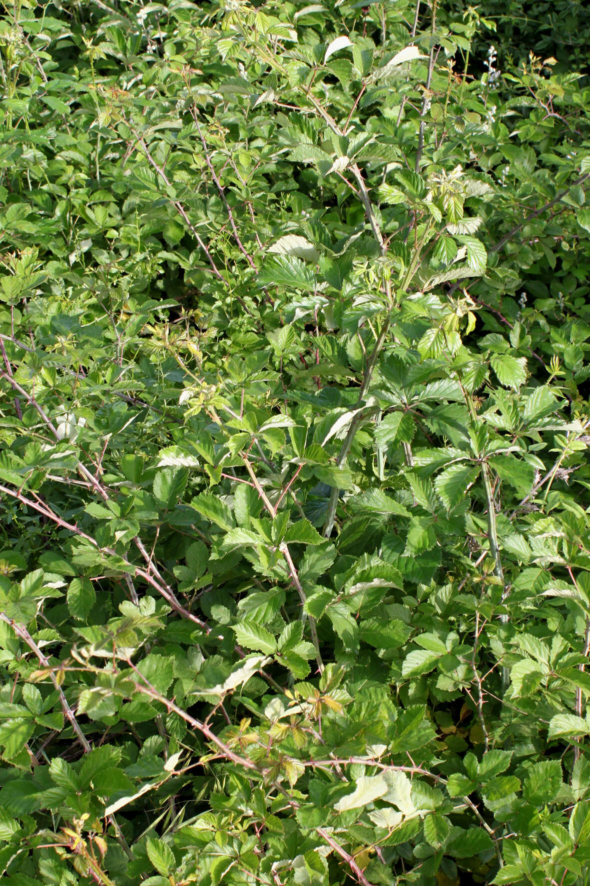 Слика од Rubus cochinchinensis Tratt.