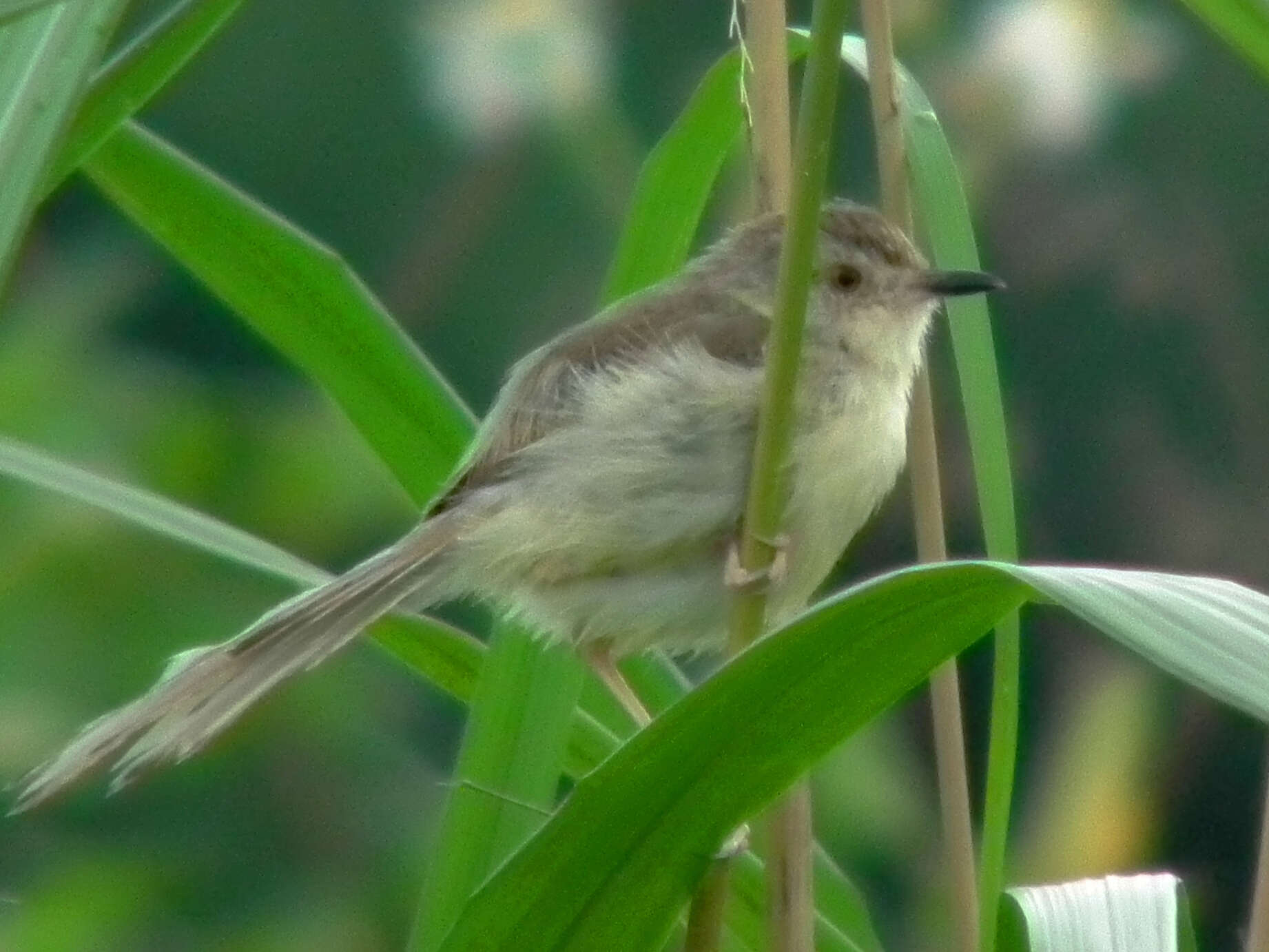 Prinia flaviventris (Delessert 1840) resmi