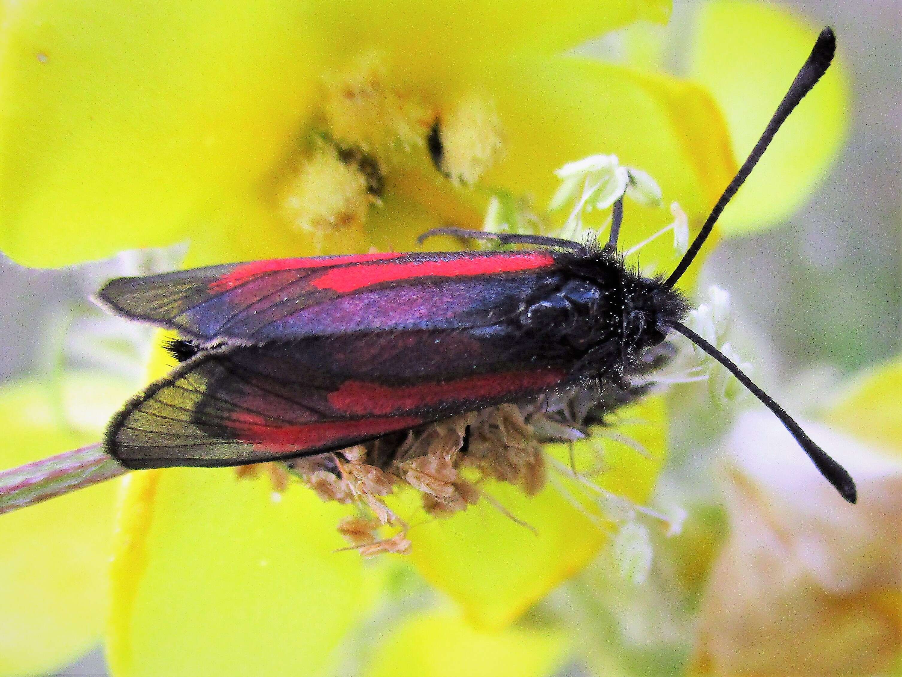 Plancia ëd Zygaena purpuralis Brünnich 1763