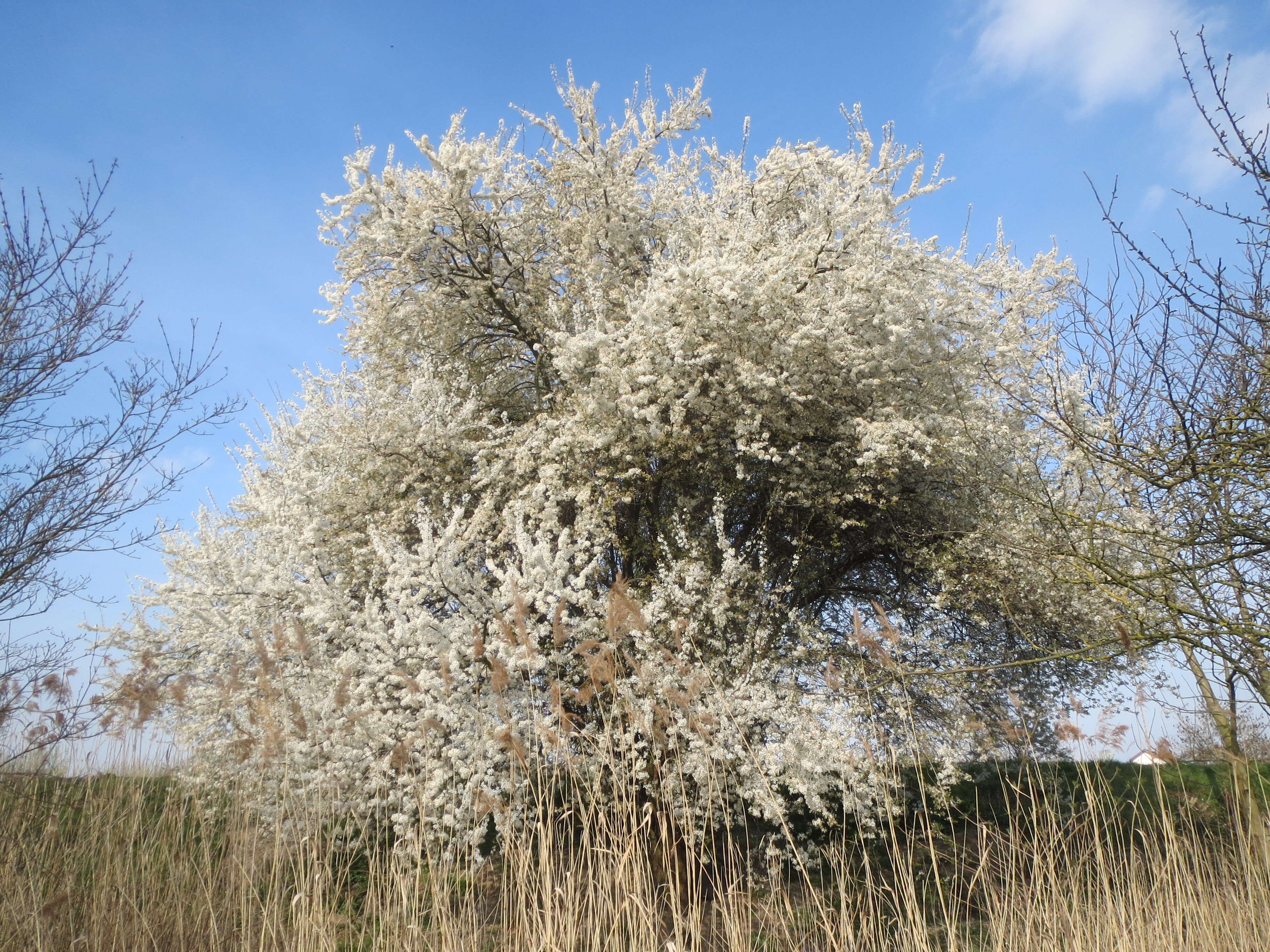 Image of Cherry Plum