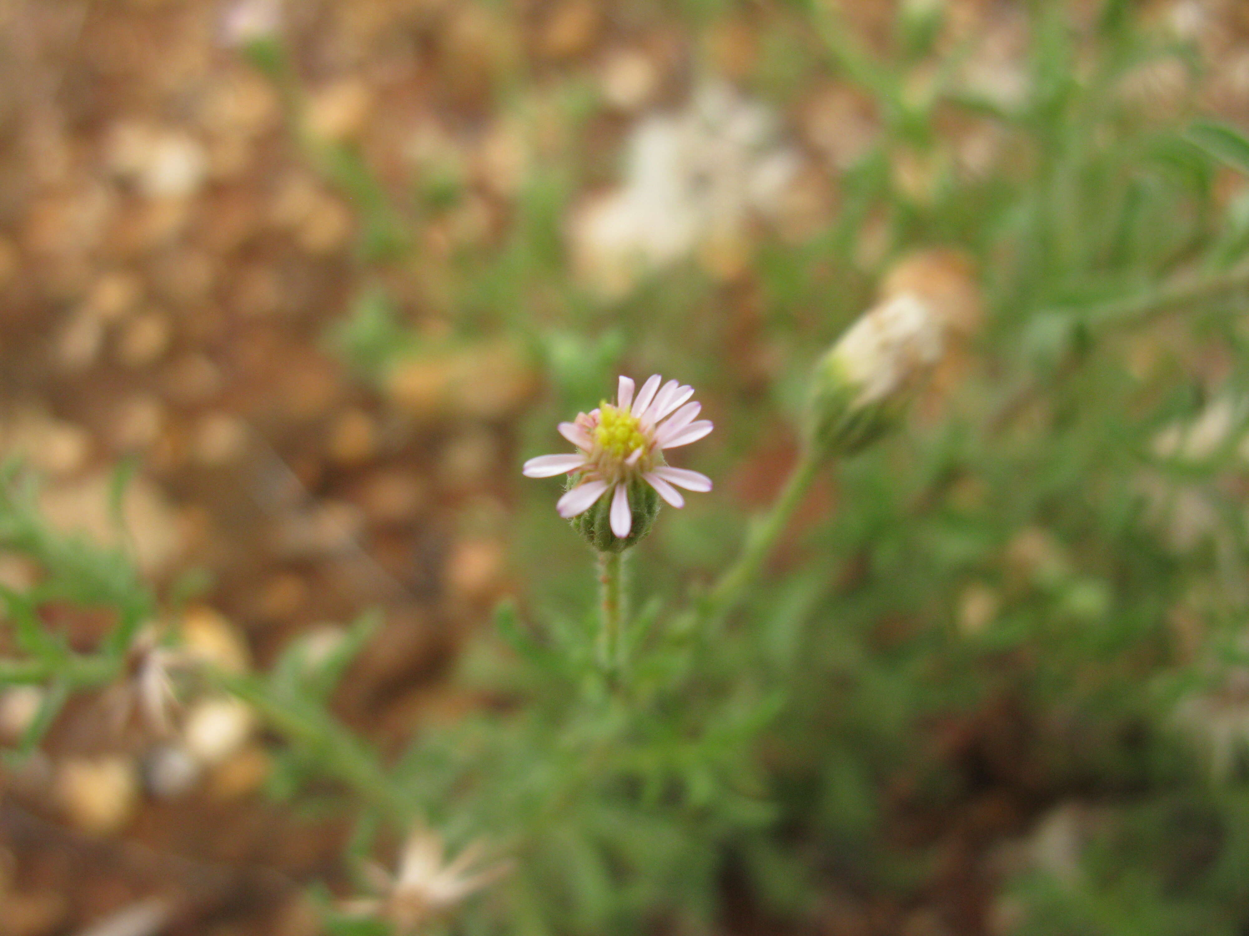 Image of Vittadinia cuneata DC.