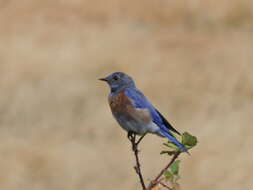 Image of Western Bluebird