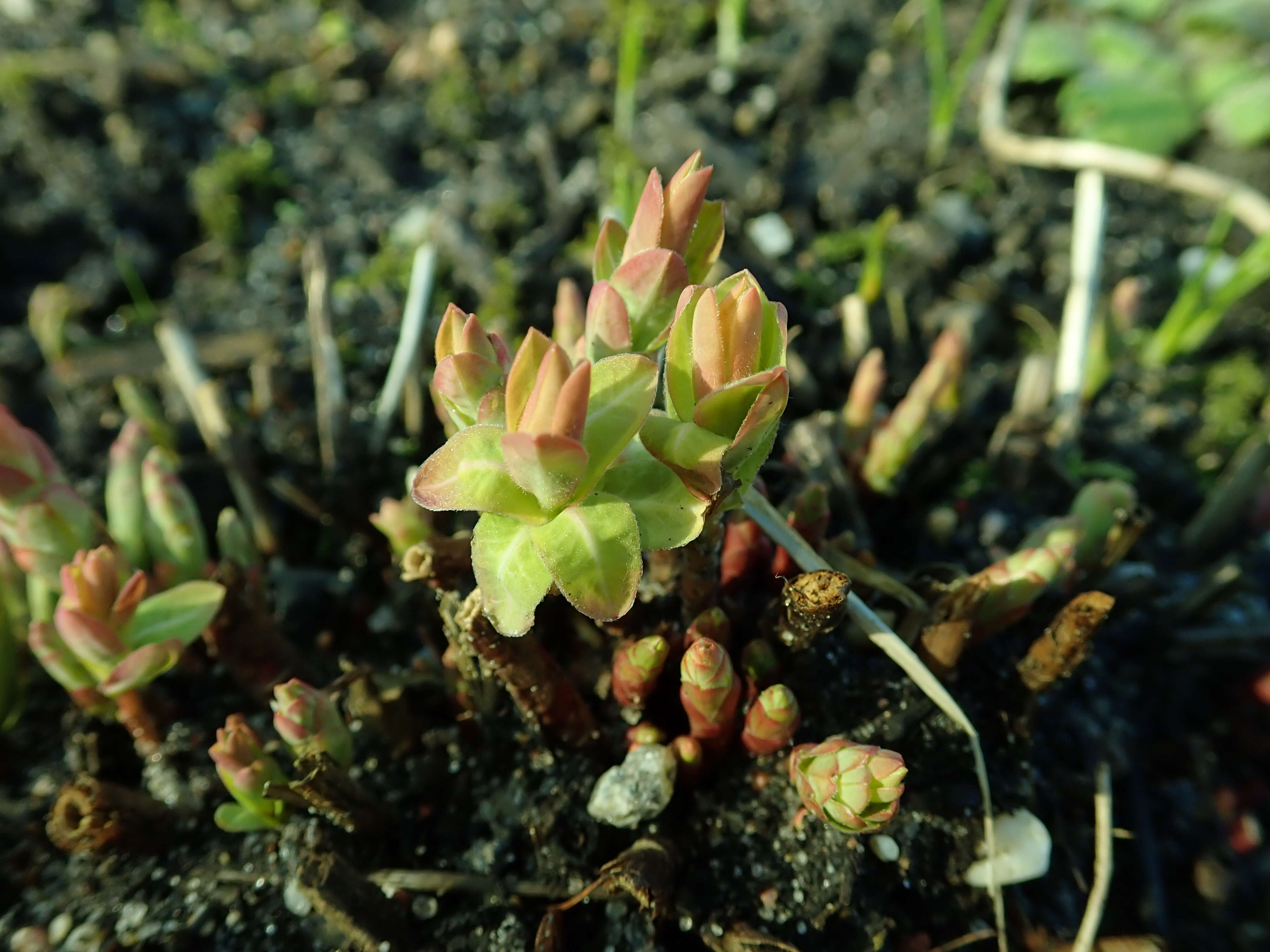 Image of cushion spurge