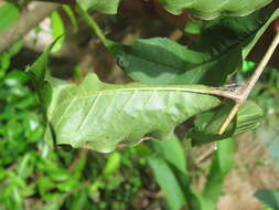 Image of Zanthoxylum rhetsa (Roxb.) DC.