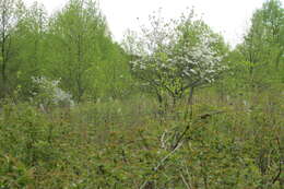 Image of flowering dogwood