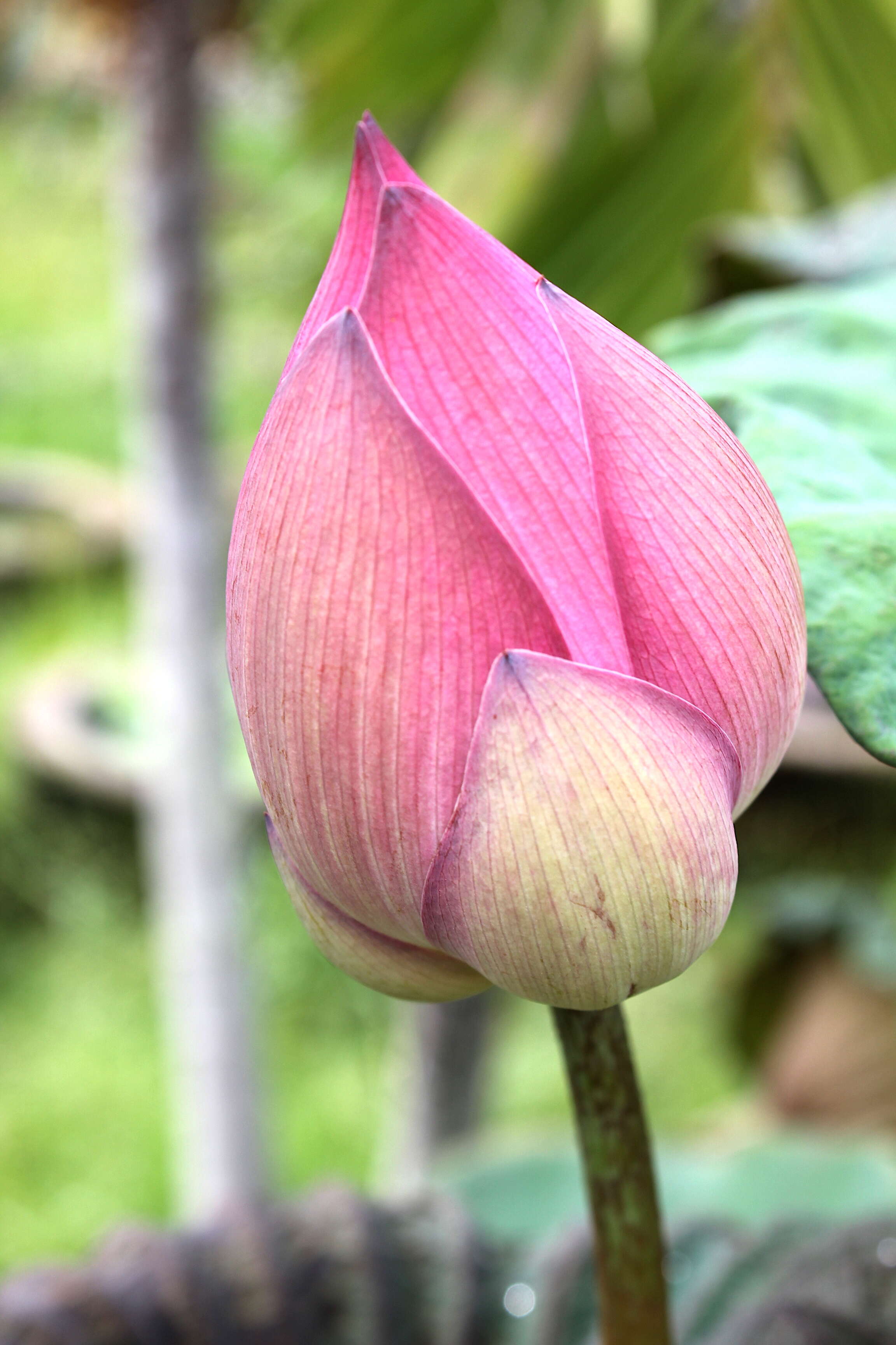 Image of sacred lotus