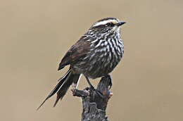 Image of Andean Tit-Spinetail