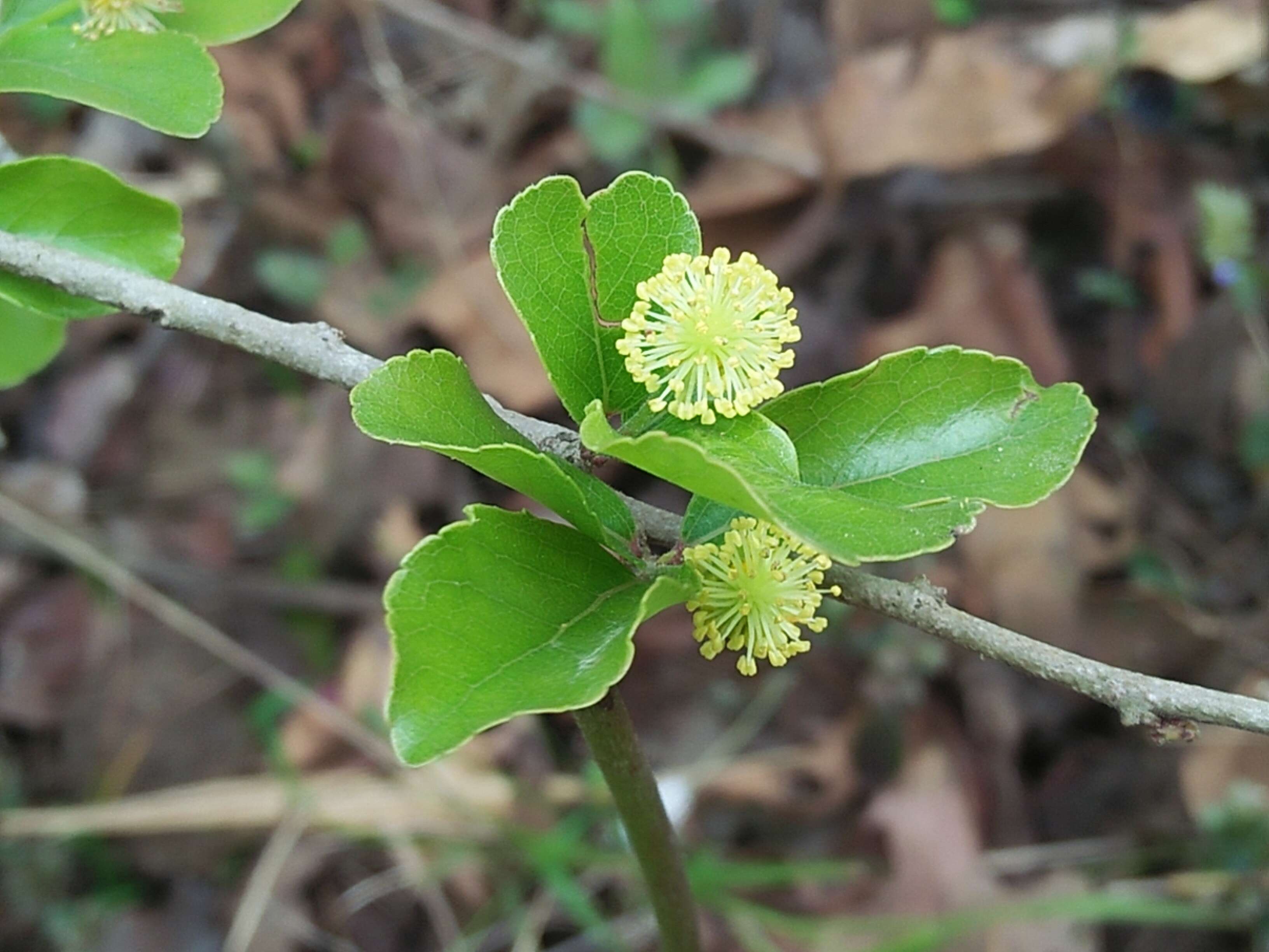 Image of governor's plum