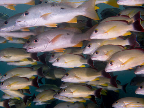 Image of Blacktail snapper