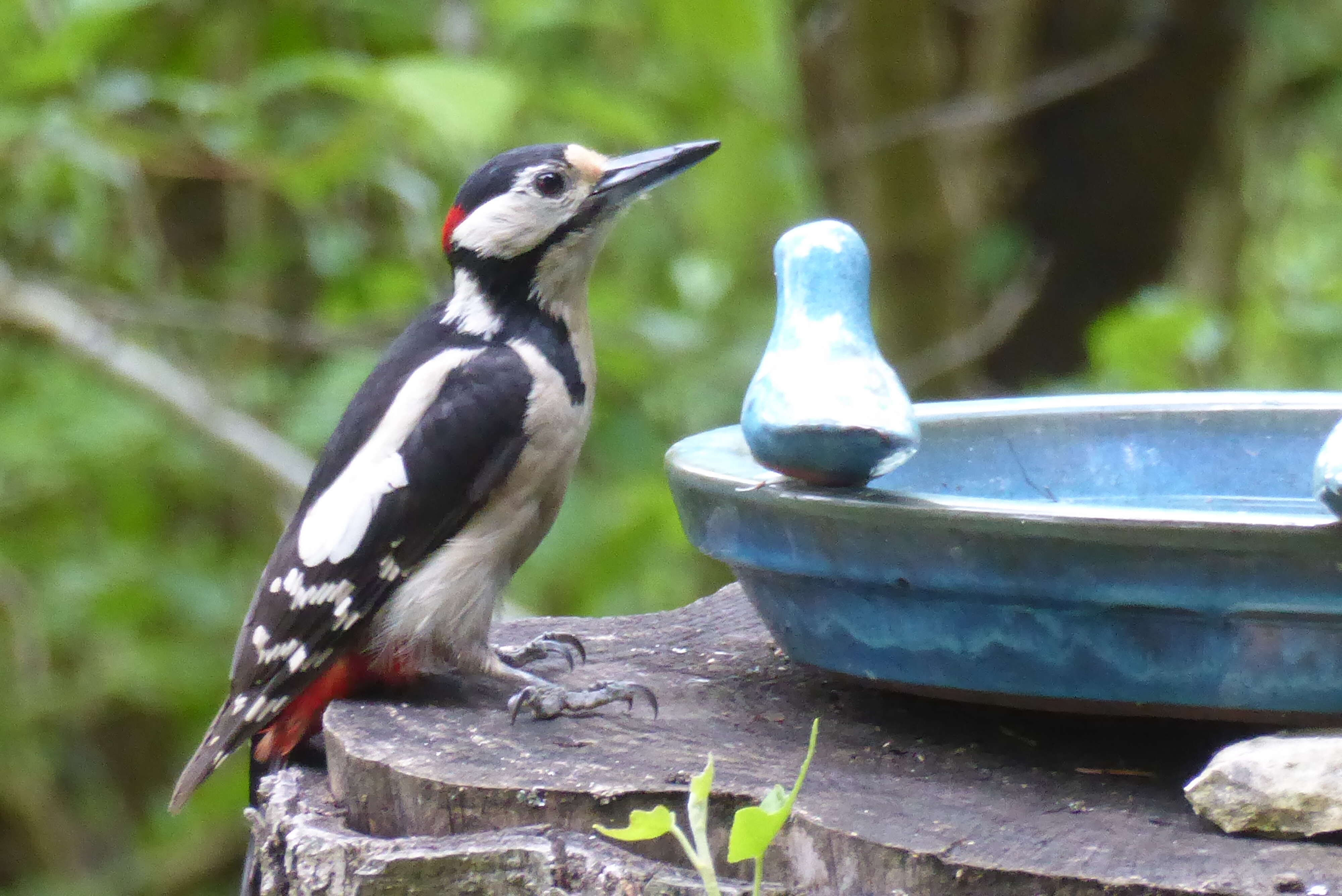 Image of Great Spotted Woodpecker