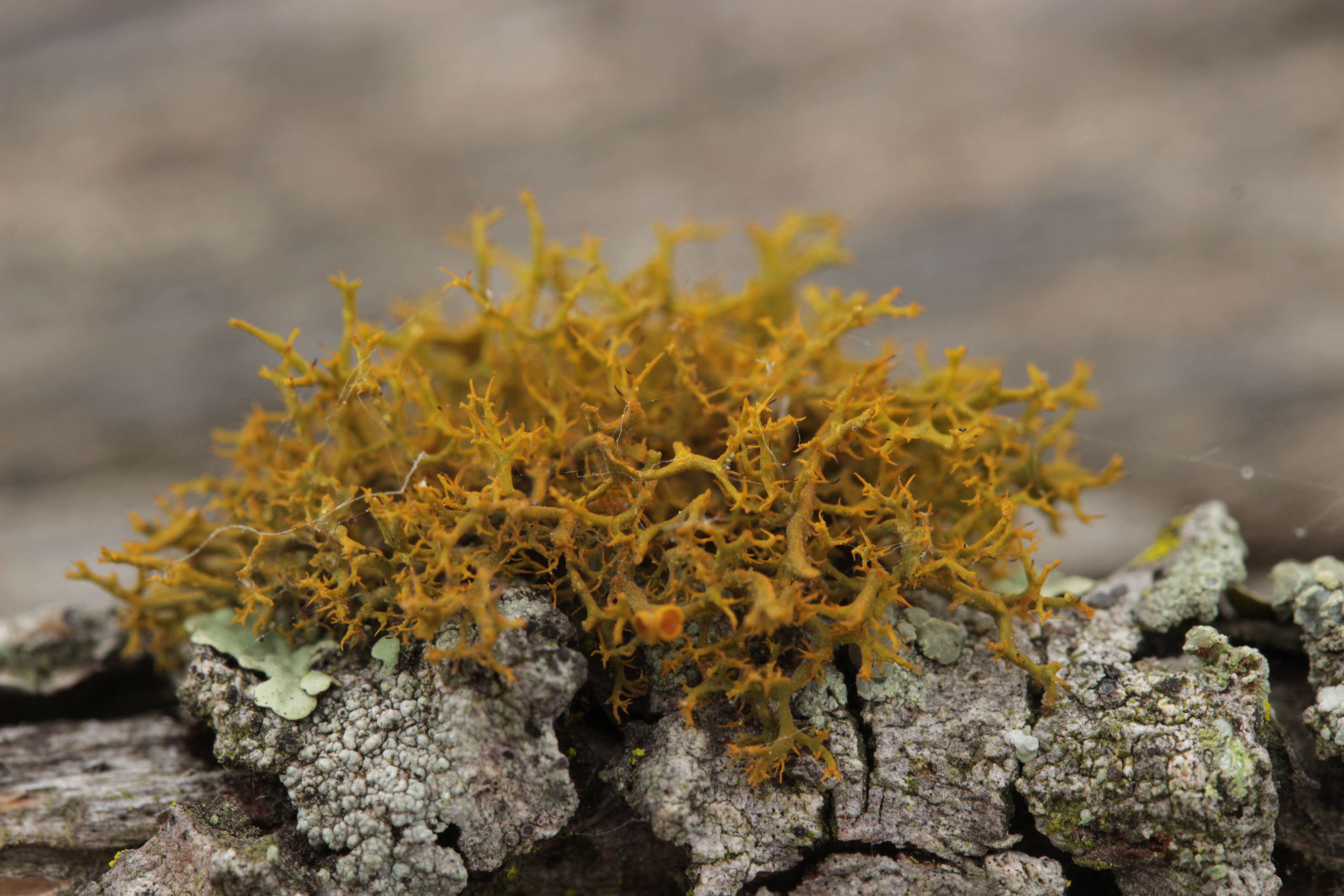 Image of teloschistes lichen