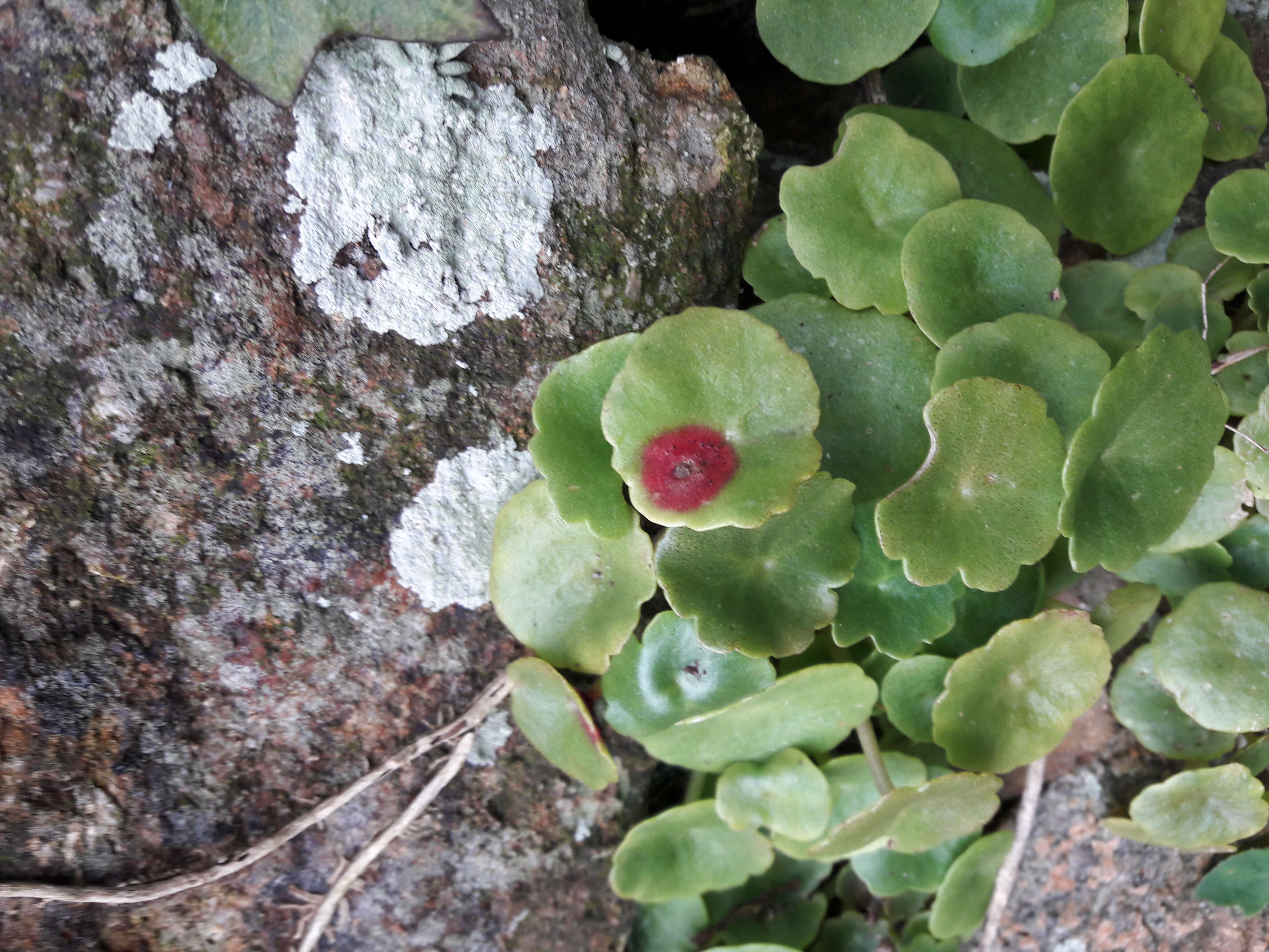 Imagem de Puccinia umbilici Guépin 1830