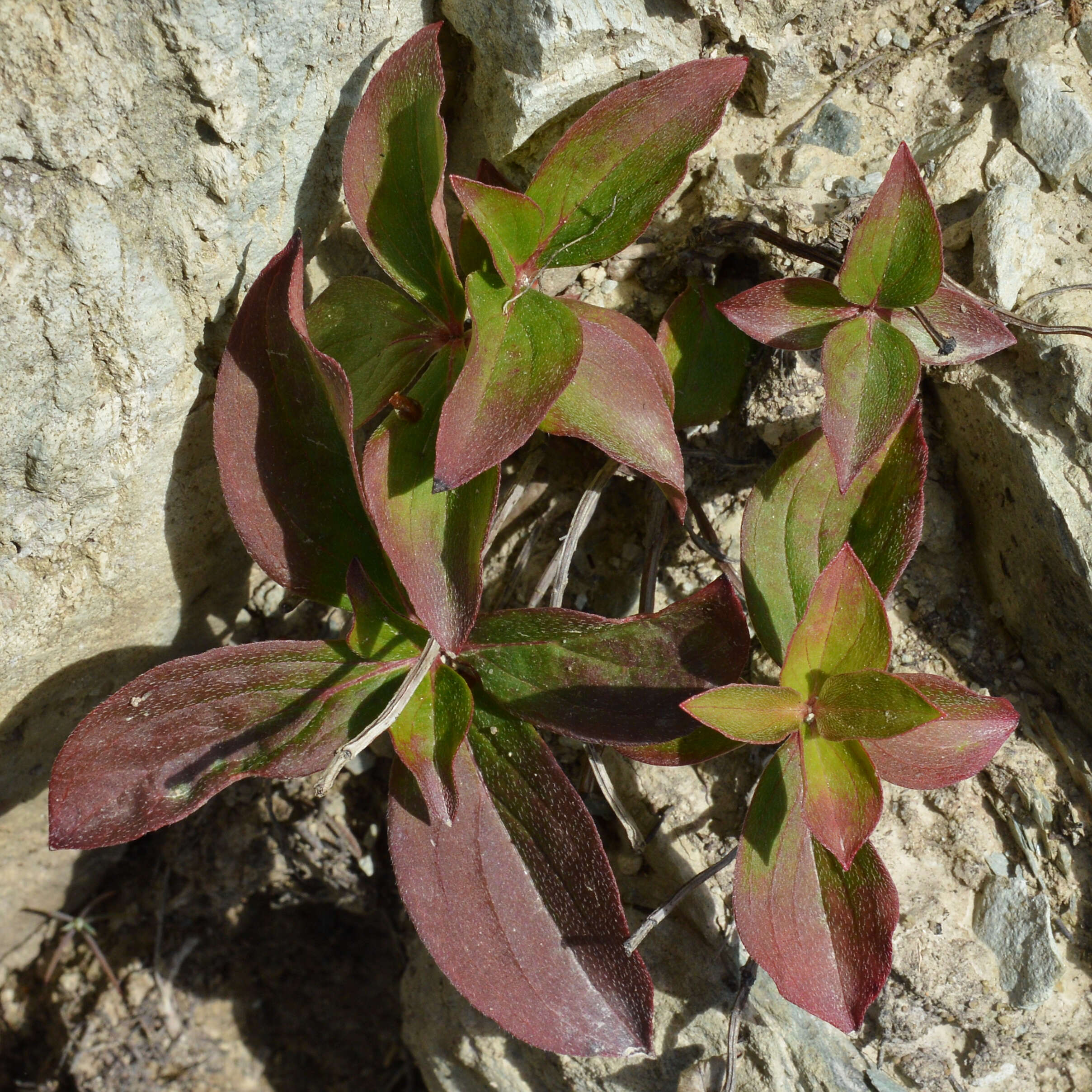 Image of Bunchberry