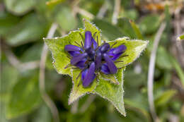 Image of Horned Rampion