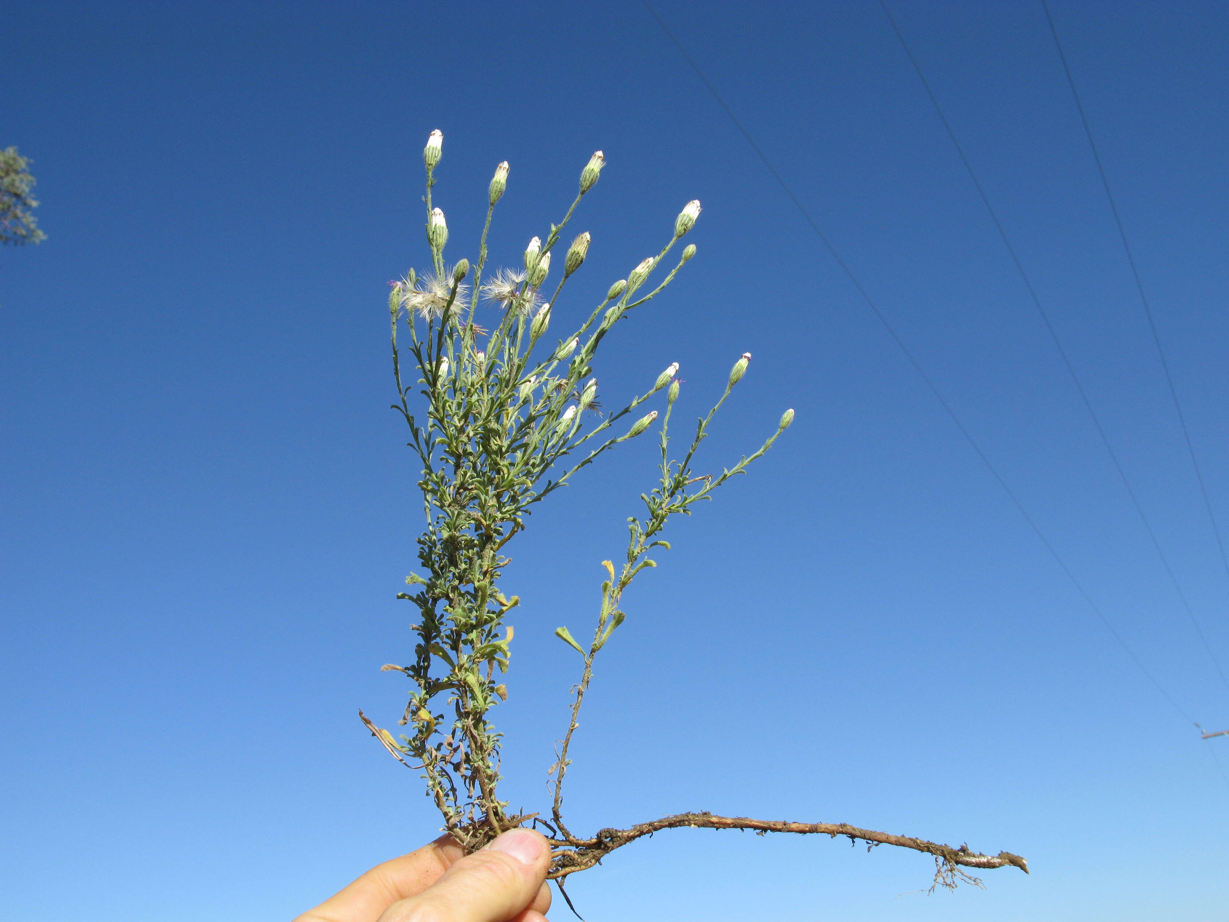 Image of Vittadinia cuneata DC.