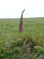 Imagem de Digitalis purpurea L.