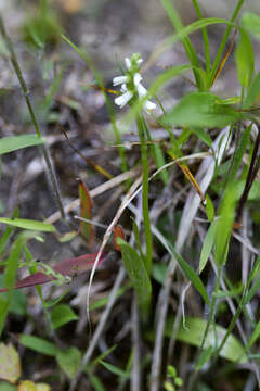 Image of Shining Ladies'-Tresses