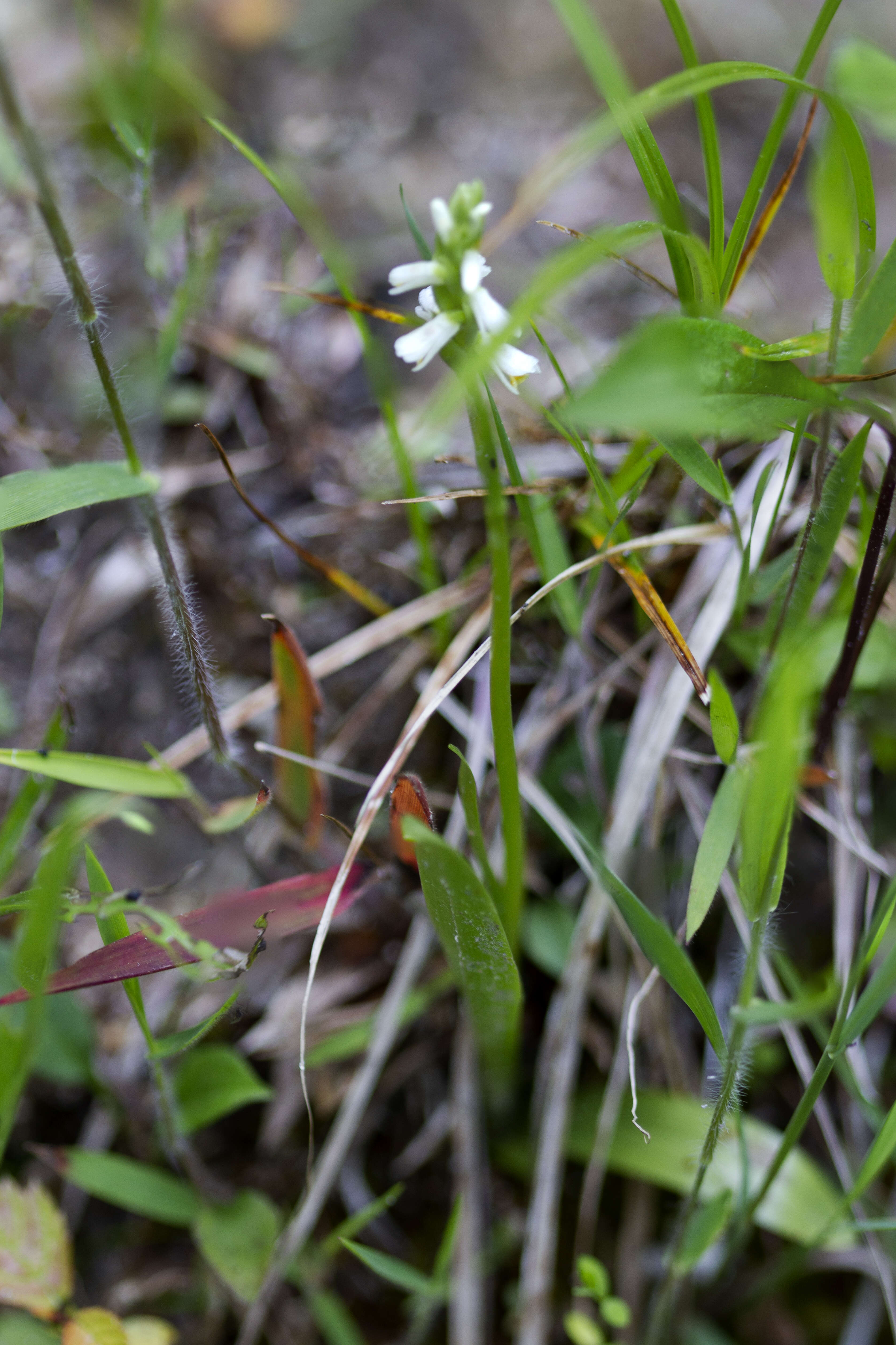 Image of Shining Ladies'-Tresses