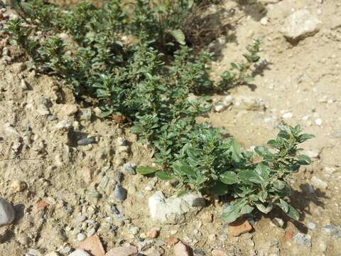 Imagem de Amaranthus blitoides S. Wats.