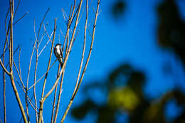 Image of Eastern Kingbird