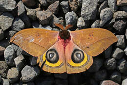 Image of Owl Moth