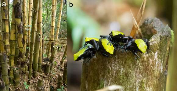 Image of Arboreal Mantella