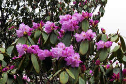 Imagem de Rhododendron wallichii Hook. fil.