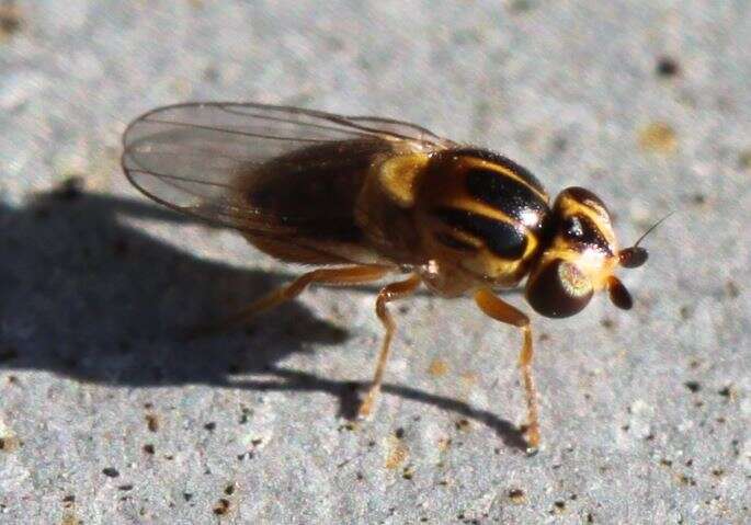 Image of Thaumatomyia notata (Meigen 1830)