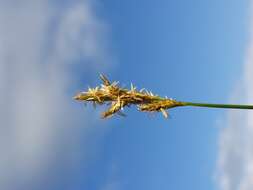 Image of quaking-grass sedge