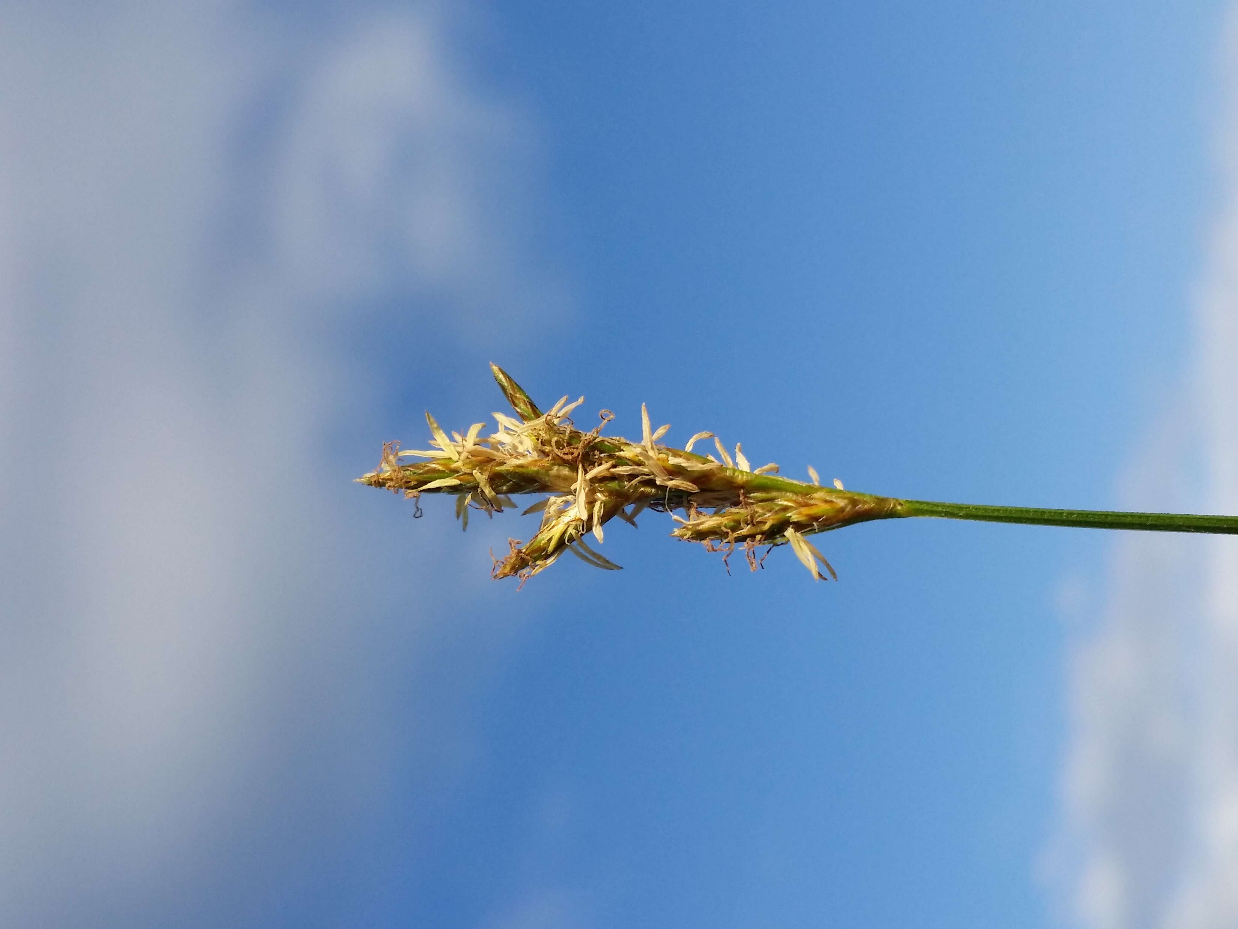 Image of quaking-grass sedge