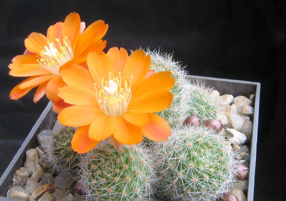 Image of Rebutia pulvinosa F. Ritter & Buining