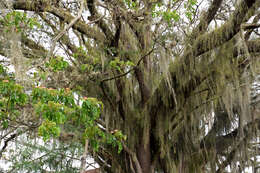 Sivun Tillandsia usneoides (L.) L. kuva