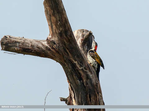 Image of Black-rumped Flameback