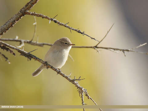 Image of Siberian Chiffchaff