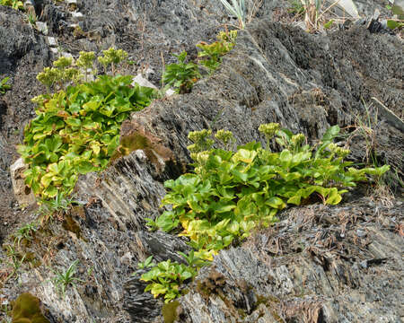 Ligusticum scoticum L. resmi