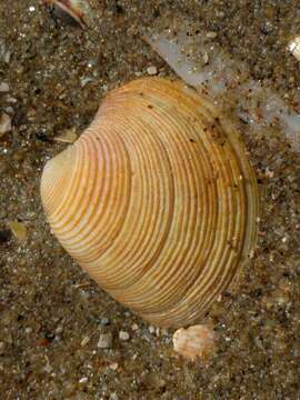 Image of common otter clam