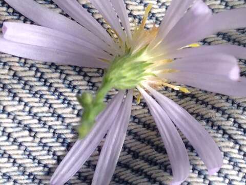 Image of wavyleaf aster