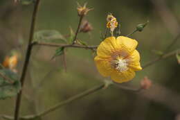 Imagem de Abutilon persicum (Burm. fil.) Merr.