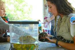 Image of Common Kingsnake