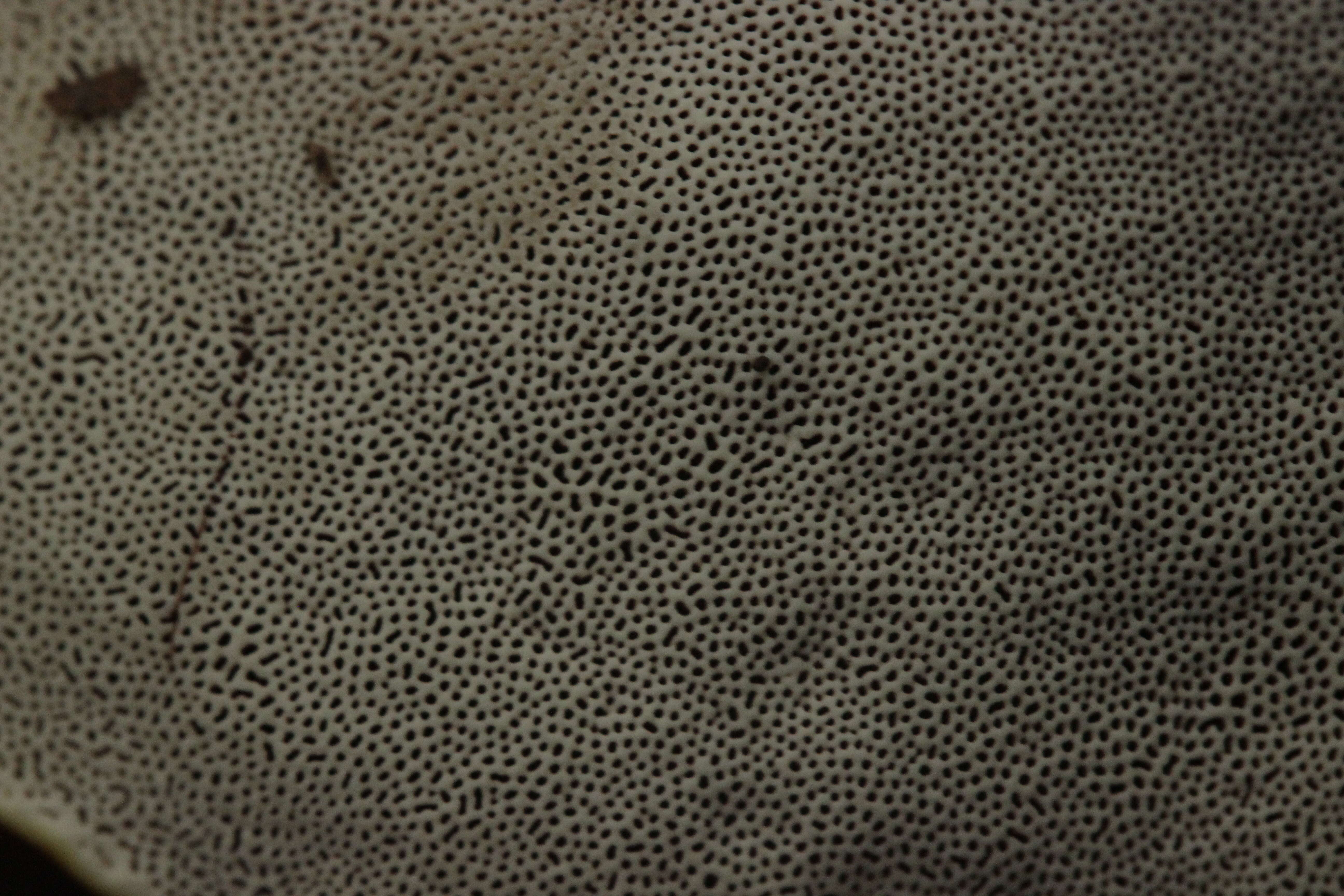 Image of lingzhi mushroom