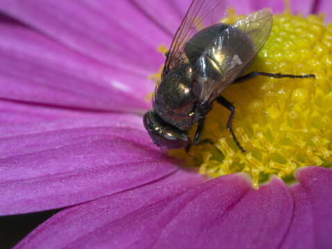 Image of Neomyia