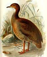 Image of Red-legged Tinamou