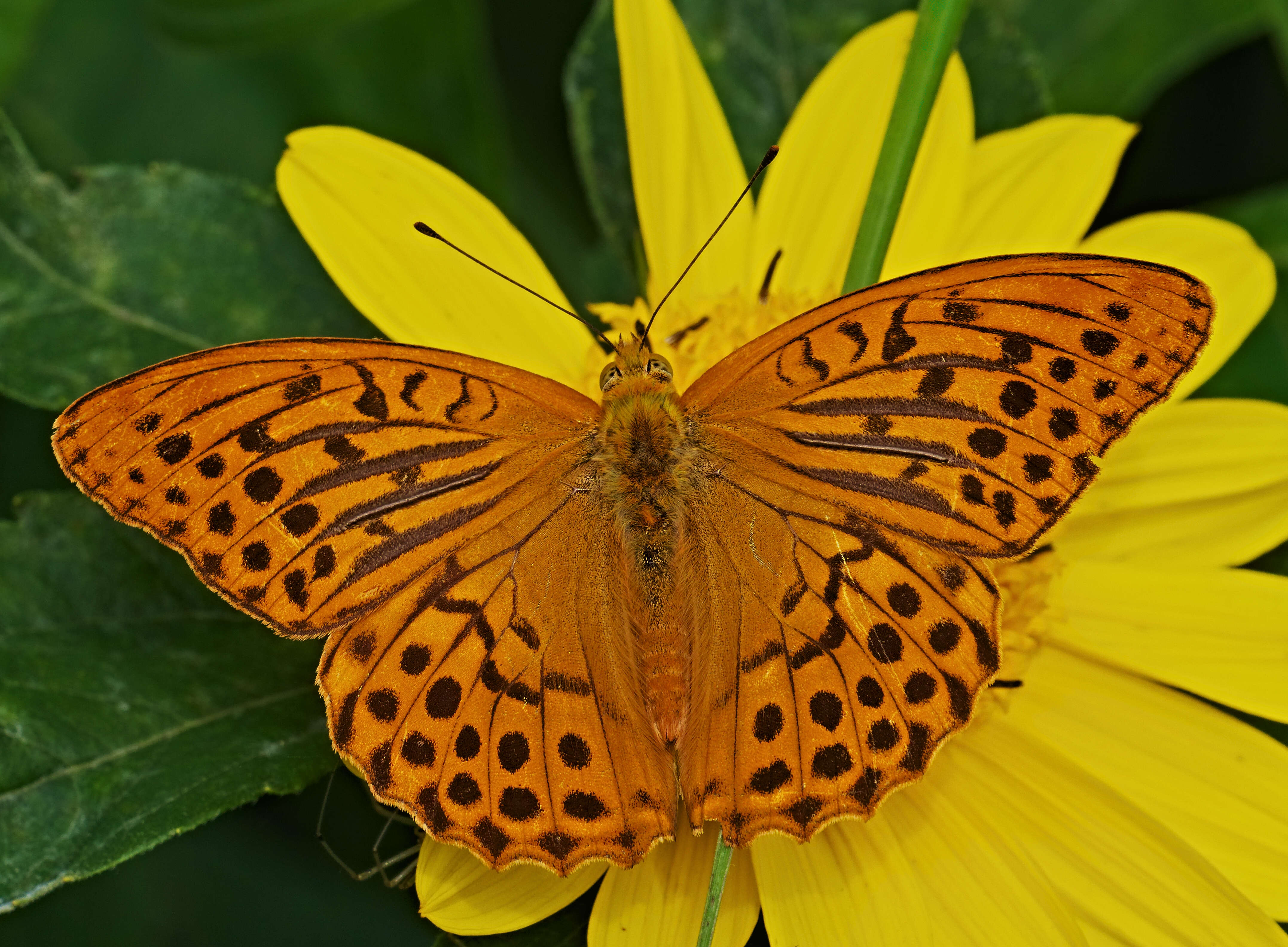 Imagem de Argynnis paphia Linnaeus 1758