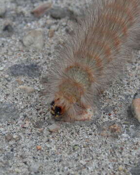 Image of Salt Marsh Moth