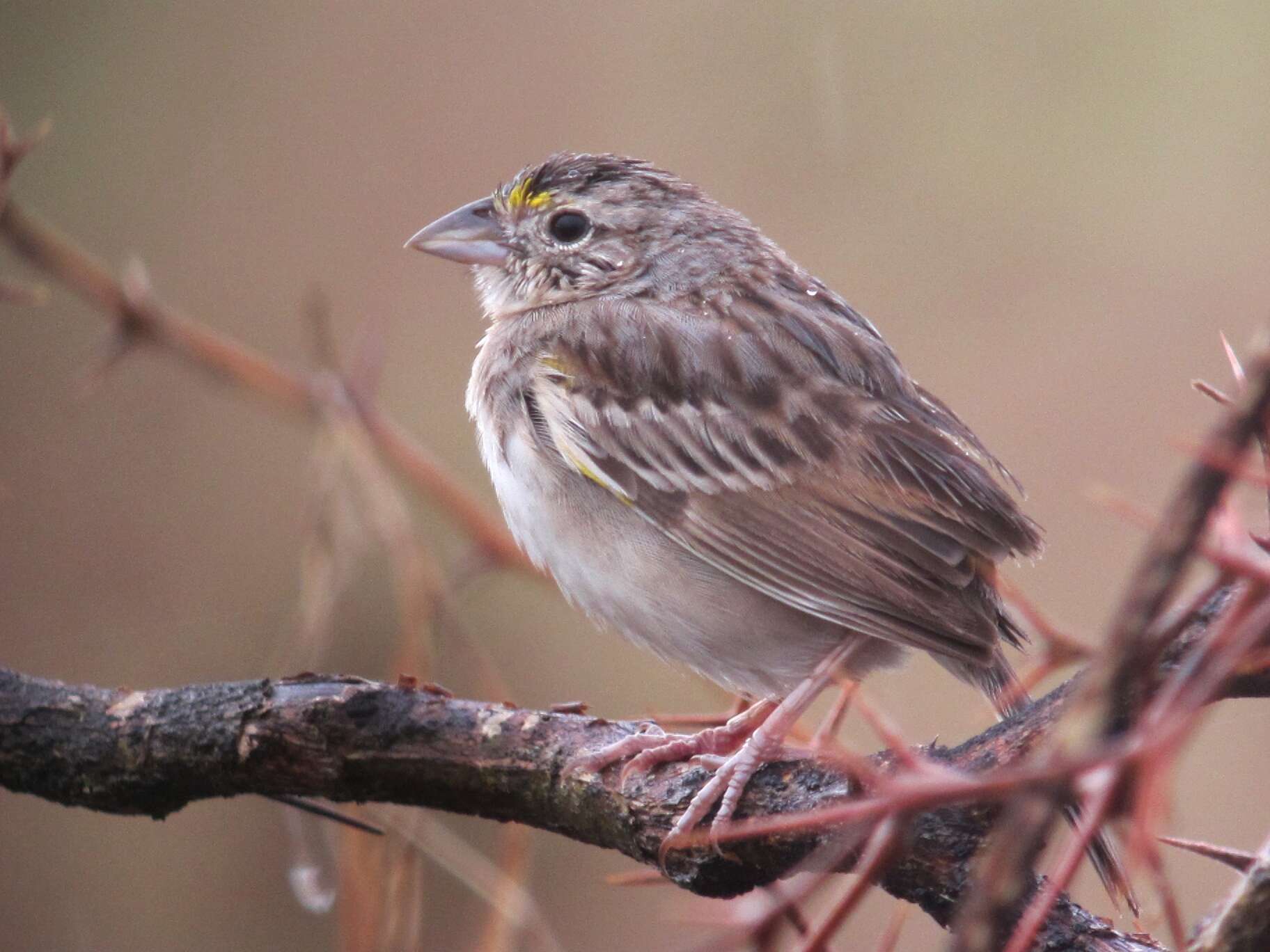 Image de Bruant des savanes